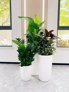 宁波杭州湾绿植出租方案